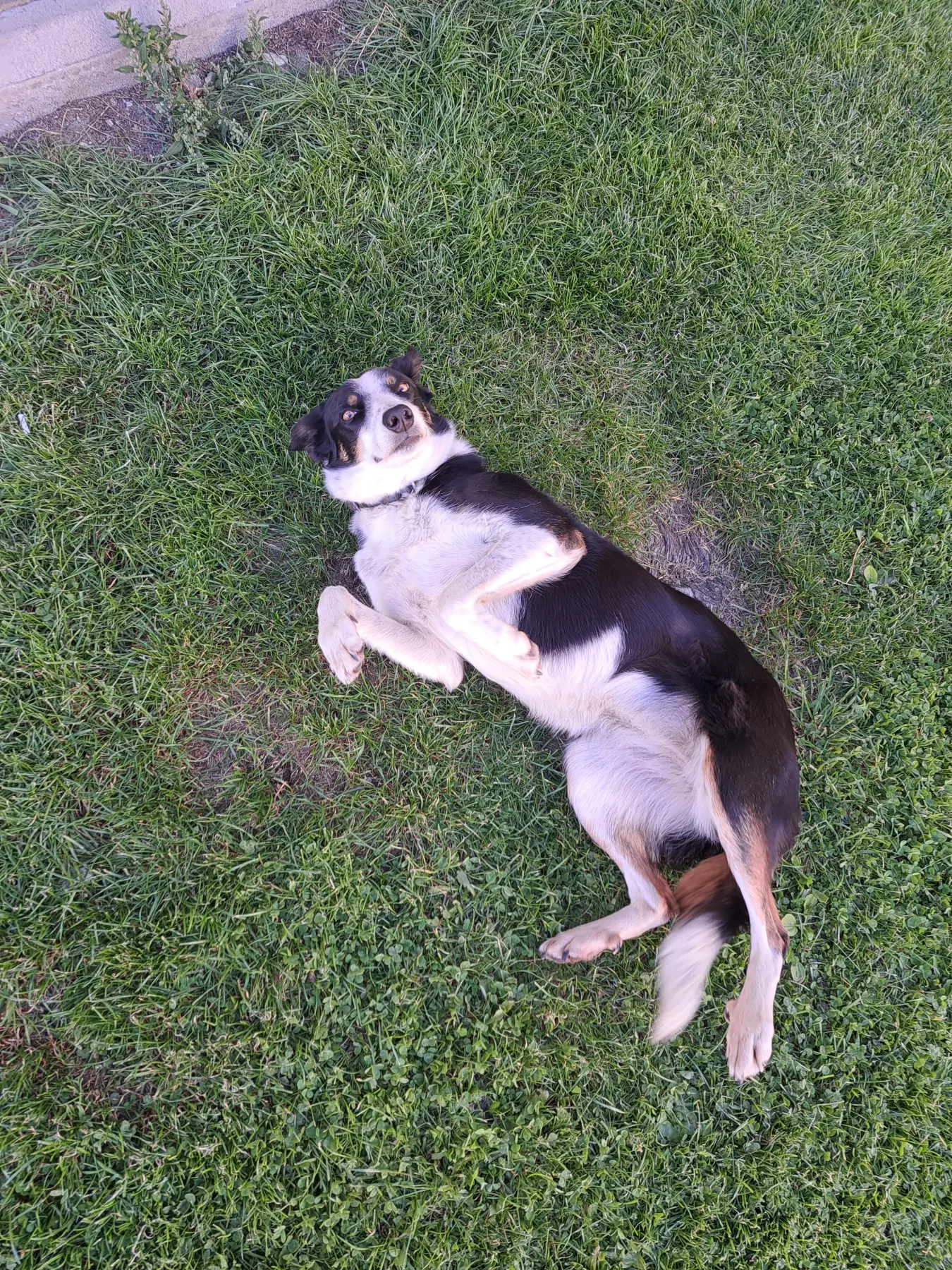 hunde