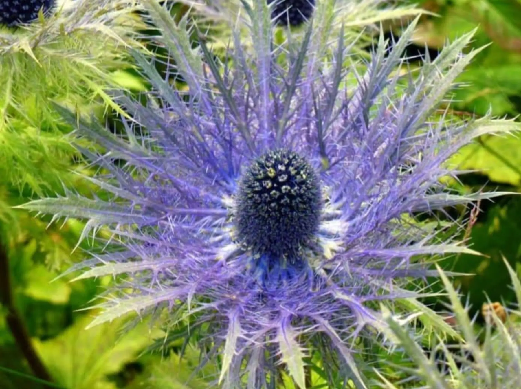 blume